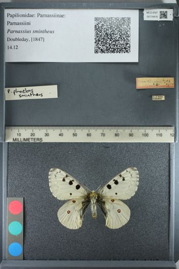 Media type: image;   Entomology 174416